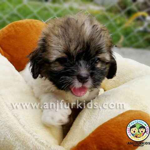Adorable Female Shih Tzu Mix Poodle1 Pup - Shih Tzu + Poodle Dog