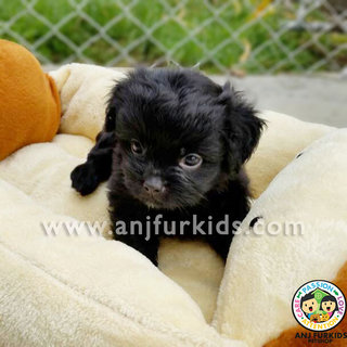 Adorable Female Shih Tzu Mix Poodle1 Pup - Shih Tzu + Poodle Dog