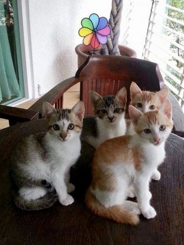 Tomtom, Toby, Tigerlily &amp; Timora - Domestic Short Hair Cat