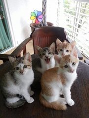 L-R: Tigerlily, Timora, Toby, Tomtom