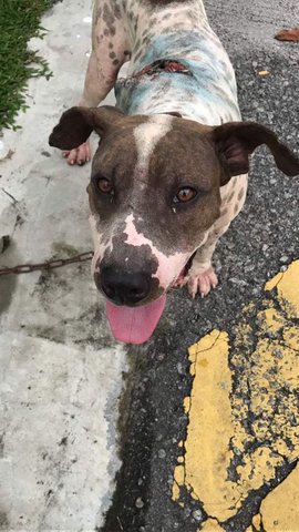 Max - Pug + Pit Bull Terrier Dog