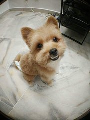 Fififi  - Pomeranian + Poodle Dog