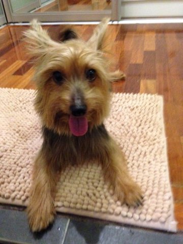 Foxy - Silky Terrier Dog