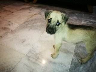 The Brown/Grey male puppy v4