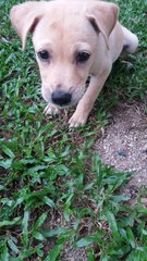 Bunny - Labrador Retriever Mix Dog