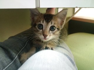 the day I rescued her