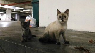 Fluffy Kitten In Damansara! - Domestic Medium Hair Cat