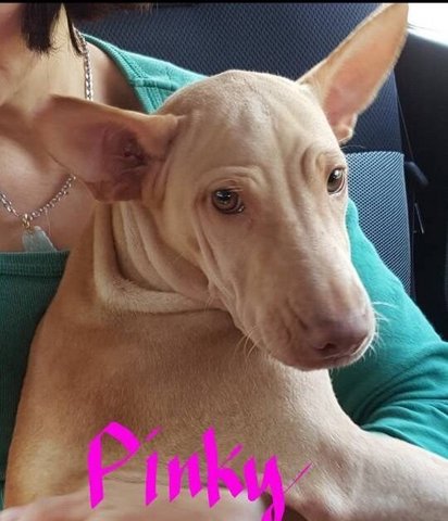 Pinky (Mixed Sha Pei) - Shar Pei Mix Dog