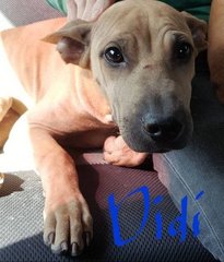 Didi (Mixed Sha Pei) - Shar Pei Mix Dog