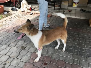 Araboy - Spitz Mix Dog