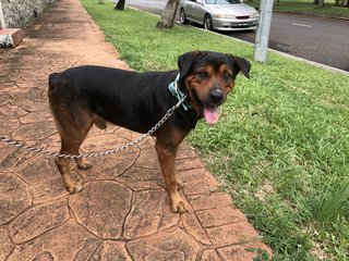 John John - Rottweiler Mix Dog