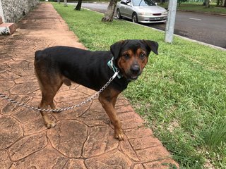 John John - Rottweiler Mix Dog