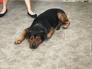 John John - Rottweiler Mix Dog