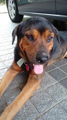 John John - Rottweiler Mix Dog