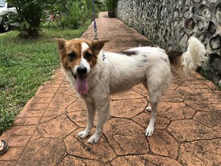 Bunny - Spitz + Border Collie Dog