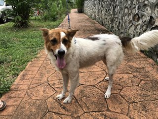 Bunny - Spitz + Border Collie Dog