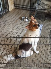 Bunny - Spitz + Border Collie Dog