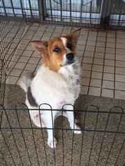 Bunny - Spitz + Border Collie Dog