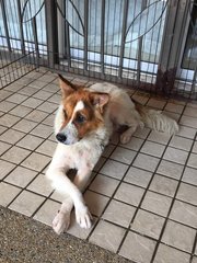 Bunny - Spitz + Border Collie Dog