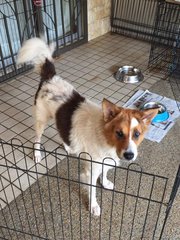 Bunny - Spitz + Border Collie Dog