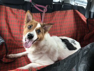 Bunny - Spitz + Border Collie Dog