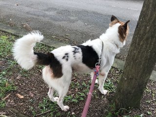 Bunny - Spitz + Border Collie Dog