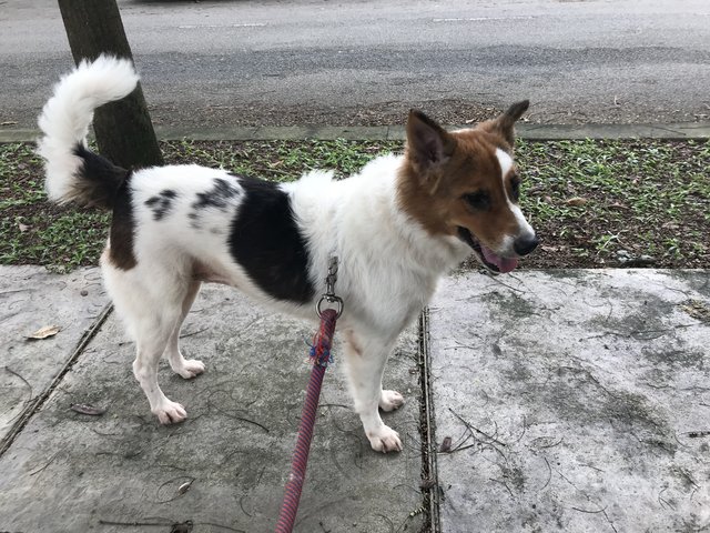 Bunny - Spitz + Border Collie Dog