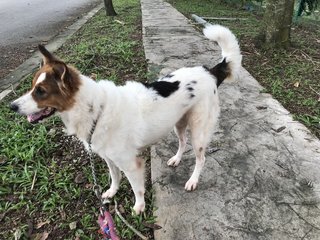 Bunny - Spitz + Border Collie Dog