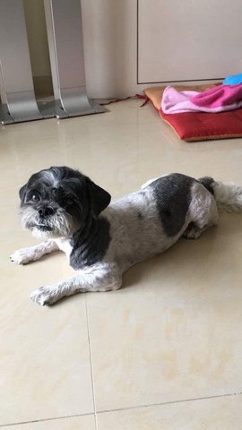 Susie - Shih Tzu Dog