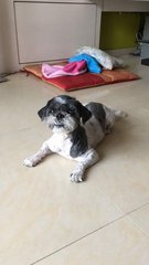 Susie - Shih Tzu Dog