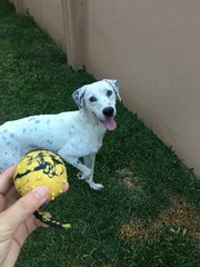 Loves playing fetch ball