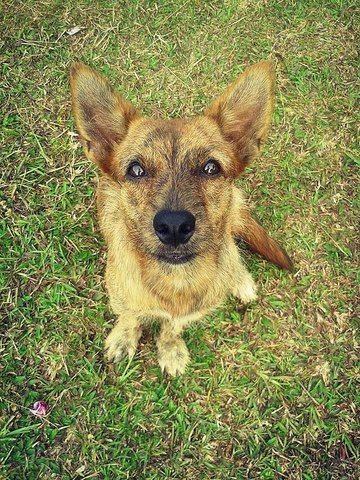 Gucci The Terrier - Terrier Dog