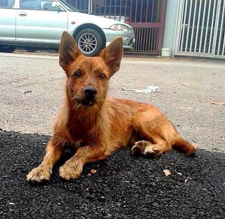 Gucci The Terrier - Terrier Dog