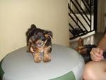 Australian Silky Terrier Puppy - Silky Terrier Dog