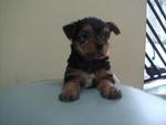 Australian Silky Terrier Puppy - Silky Terrier Dog