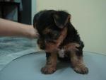 Australian Silky Terrier Puppy - Silky Terrier Dog