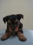 Australian Silky Terrier Puppy - Silky Terrier Dog