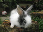 Tito - Angora Rabbit Rabbit