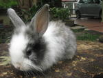 Tito - Angora Rabbit Rabbit