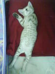 Kecik - Domestic Short Hair Cat