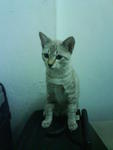 Kecik - Domestic Short Hair Cat