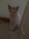 Chester - Domestic Short Hair Cat