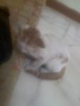 Chester - Domestic Short Hair Cat