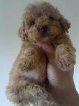 Toy Poodle - Poodle Dog