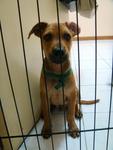 Ah Boy Pls Help - Mixed Breed Dog