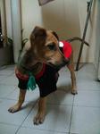 小妹may Need Help - Mixed Breed Dog