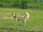 Chanelle - Beagle Mix Dog