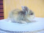 Kevion - Angora Rabbit Rabbit