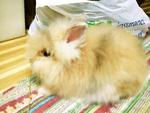 Kevion - Angora Rabbit Rabbit