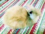 Kevion - Angora Rabbit Rabbit